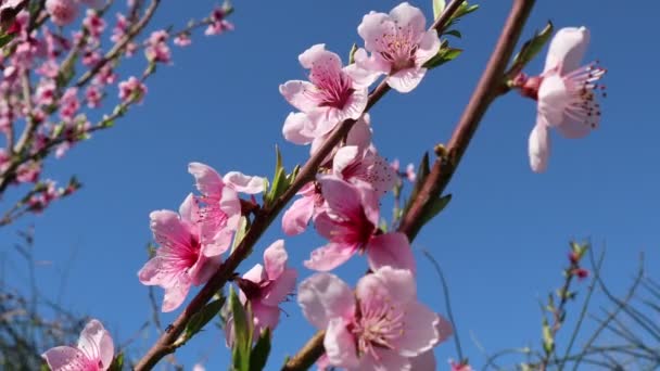 Persikoblommor Våren — Stockvideo