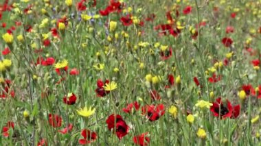 Tarlada kırmızı, sarı ve mavi çiçekler: 