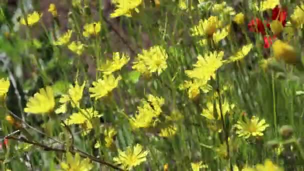 Flores Amarelas Pilosella Officinarum Campo — Vídeo de Stock