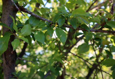 Prunus cerasifera 'nın sert meyvesi 