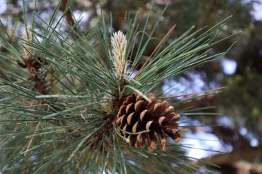 Tiz çam, koni ve iğneler, yeni büyüme ve polen konileri 