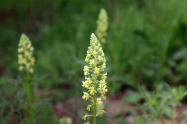 Çiçek Reseda Lutea tarlada