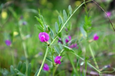 Vicia Sativa 'nın tarladaki yaygın çiçeği 