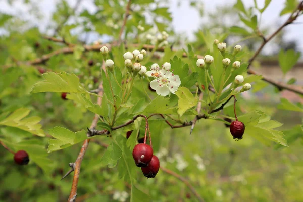 İlkbaharda Crataegus Krisocarpa 'nın meyve ve çiçeği
