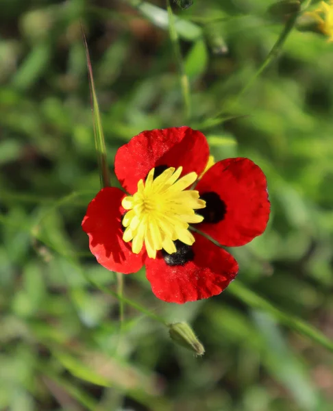 Hieracium 'un sarı çiçeği kırmızı Papaver' ın ortasında 