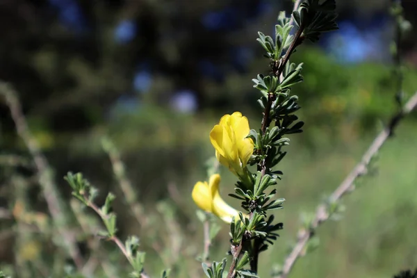 stock image Flower Caragana grandiflora in the field 