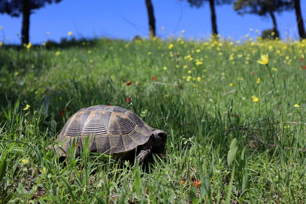 Yunan Kaplumbağası Sahada — Stok fotoğraf