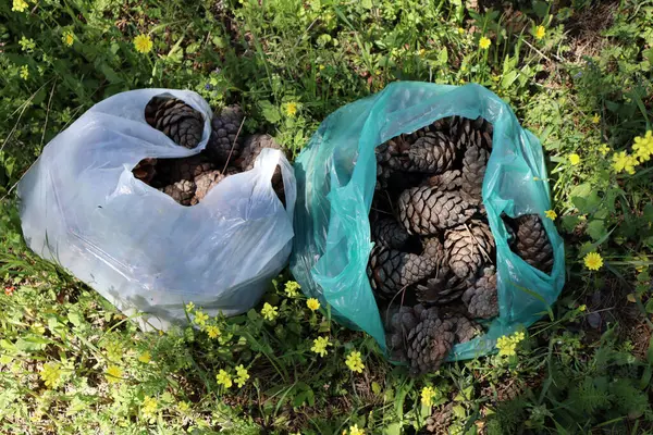 Çam kozalakları selofan bir çantada toplandı. 