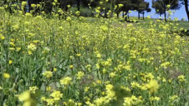 Tarlada hardal bitkisi