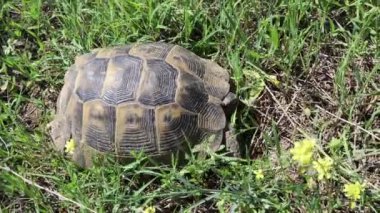Yunan kaplumbağası tarlada koşuyor