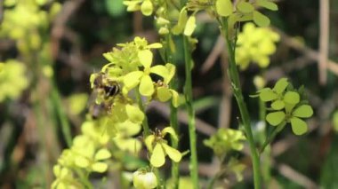 Sarı çiçekte bal arısı (Brassica Napus) 