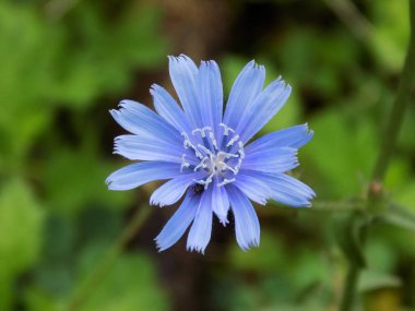 tarlada hindiba çiçekleri