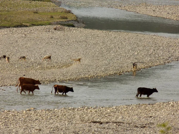 stock image Goats and cows on the river, on white stones