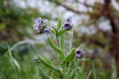 Yağmurdan sonra yağmur damlalarıyla birlikte Cynoglossum Creticum çiçeği