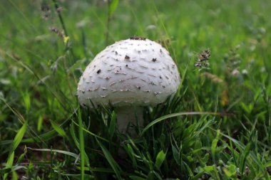 Mantar Amanita Echinocephala tarlada, yeşil çimlerde 