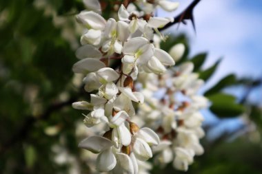 Robinia Psödoacia 'nın beyaz çiçeği (kara çekirge) baharda 