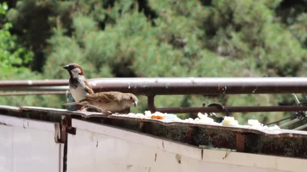 House Sparrows Eat Bread Crumbs — Stock Video