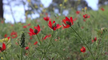 Adonis aestivalis (yaz sülünü gözü) çiçek ve meyve içinde