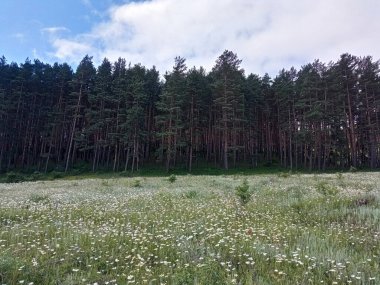 Papatya tarlası ve çam ormanı. Surami, Georgia 