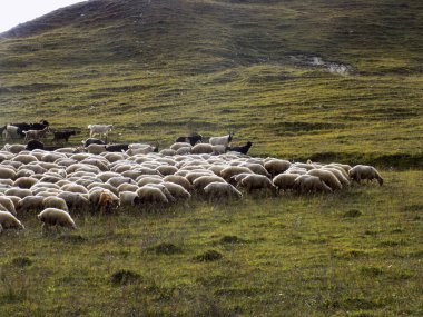 Sonbaharda bir koyun sürüsü dağlara gider. Gürcistan, Khada Boğazı