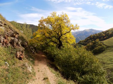 Sonbaharda sarı ağaç, dağlarda yol kenarı. Gürcistan, Khada Boğazı