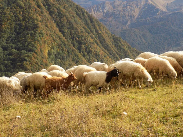 Sonbaharda Bir Koyun Sürüsü Dağlara Gider Gürcistan Khada Boğazı — Stok fotoğraf