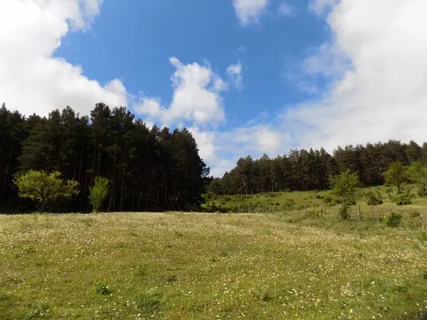 Papatya tarlası ve çam ormanı. Surami, Georgia 