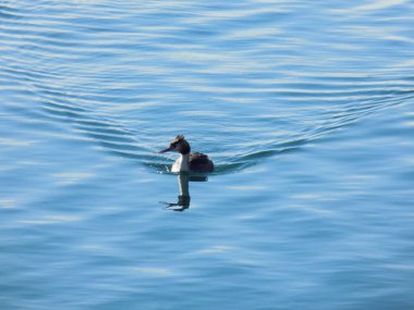 Büyük tepeli batağan suda yüzüyor