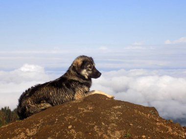 Dağlarda oturan köpek, bulutların üstünde. Gomi Dağı, Georgia 