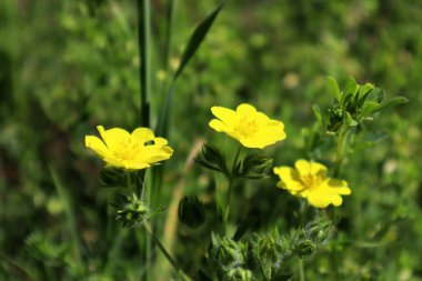 İlkbaharın sonlarında Potentilla Recta 'nın sarı çiçeği. Tiflis Georgia 