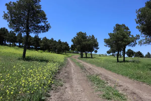 Zemin yolu, yeşil çayırlardaki sarı çiçekler ve çam ağaçları. Tiflis, Gürcistan