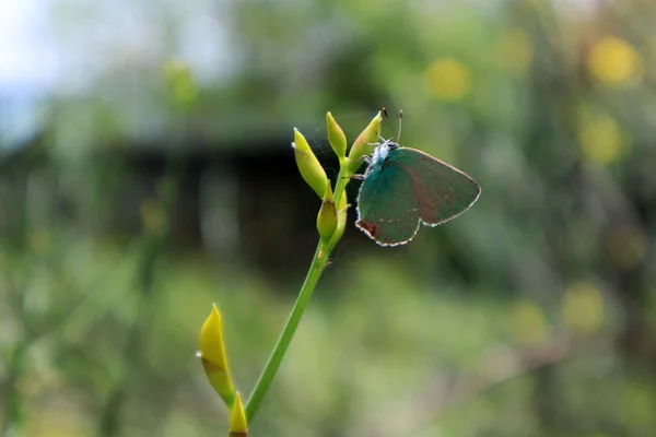 Spartium 'un (İspanyol süpürgesi) tomurcuğunda Kelebek Yeşil saç çizgisi (Callophrys rubi). Tiflis, Gürcistan