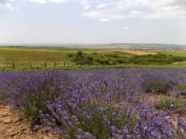 Lavandula angustifolia çiftliği (İngiliz Lavantası). Nukriani, Kakheti, Gürcistan