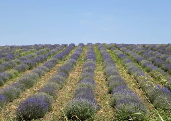 Lavandula angustifolia çiftliği (İngiliz Lavantası). Nukriani, Kakheti, Gürcistan