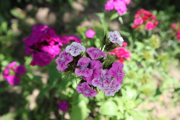 Die Blüte Wird Sweet William Dianthus Barbatus Genannt Mchadijvari Georgien — Stockfoto