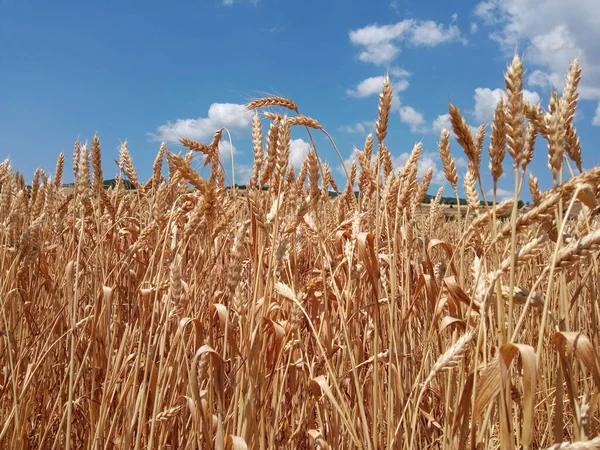Reifer Weizen Und Blauer Himmel Mchadijvari Georgien — Stockfoto