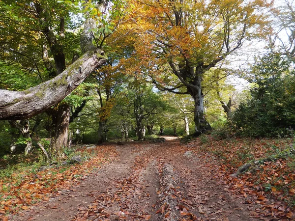 stock image Driveway in the forest and autumn trees. Martvili, Georgia