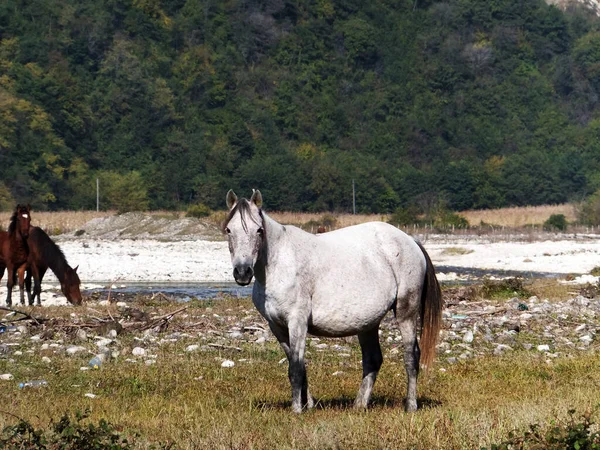 Biały Koń Nad Rzeką Rzeka Abasha Gruzja — Zdjęcie stockowe