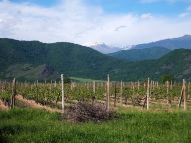 Üzüm bağı, karlı dağ ve tepe. Kakheti, Gürcistan