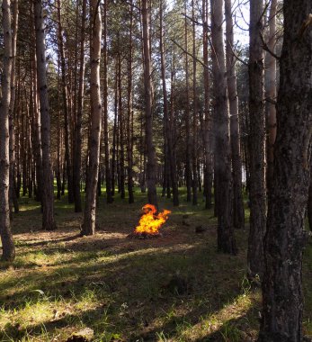 Ormanda şenlik ateşi, çam ağaçlarının arasında. Tlaska, Gürcistan