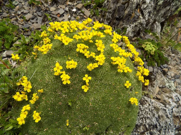 Żółty Kwiat Draba Mingrelica Truso Gruzja — Zdjęcie stockowe