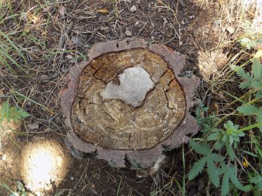 Ladin ağacının kütüğü. Tiflis, Gürcistan