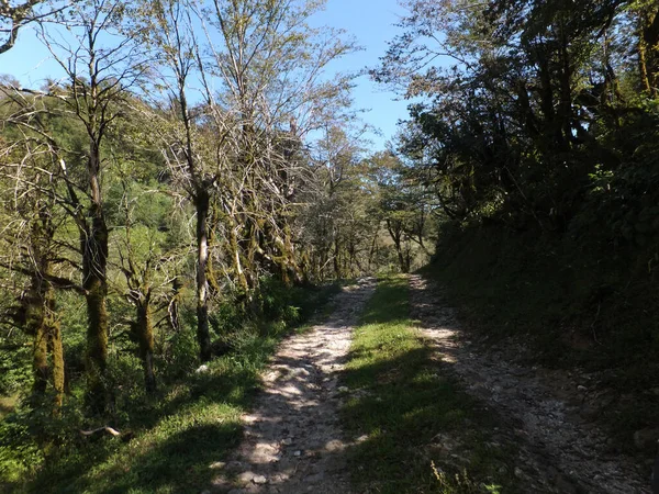 Ormandaki yol ve kurumuş yosunlu buxus colchica ağaçları. Martvili, Gürcistan 