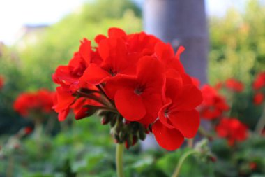 Sardunya bahçesinin kırmızı çiçekleri (Pelargonium hororum)