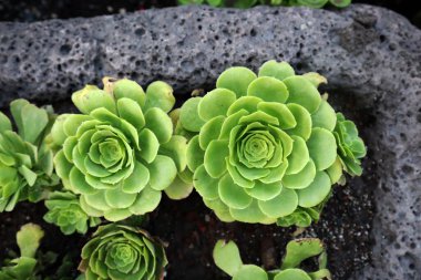 Aeonium canariense yeşil bitkileri (Kanarya Adası Aeonium)
