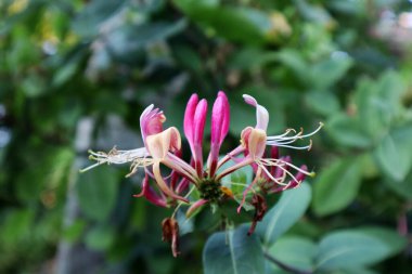Lonicera periclymenum (yaygın hanımeli) 'Serotina' çiçeği