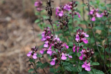 Tarladaki Duvar Almanları çiçeği