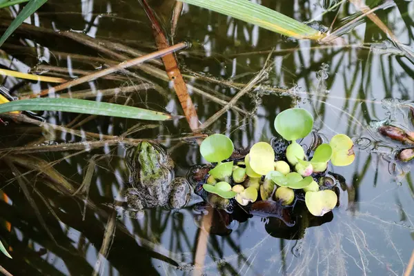 Suda bataklık kurbağası ve yaygın su sümbülü (Pontederia crassipes) 