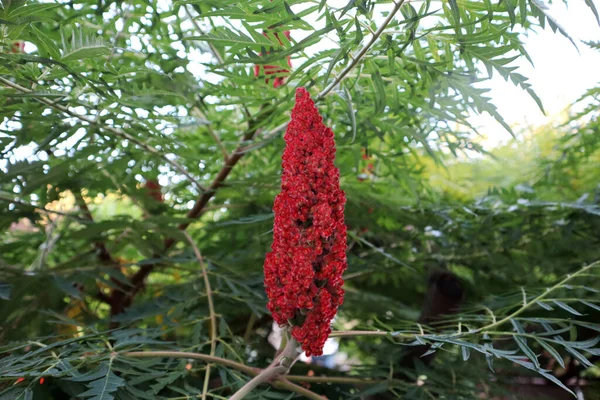 Rhus tifinasının kırmızı çiçeği (Staghorn sumac)