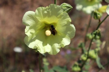 Sarı Alcea Rugosa 'da bal arısı